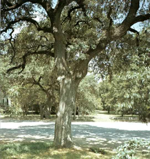 Log Cabin Oaks-1969